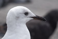 Gull_ID_2.jpg