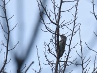 GH Woodpecker_Kleivadalsvatnet_180317a.jpg