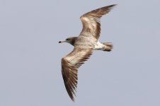 Black-tailed Gull (04) - Copy.jpg