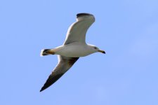 Black-tailed Gull (03) - Copy.jpg