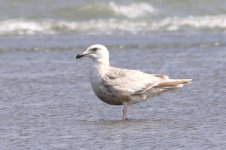 Slaty-backed Gull (6) - Copy.jpg