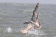 Slaty-backed Gull (11) - Copy.jpg