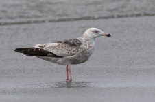 Slaty-backed Gull (03) - Copy.jpg