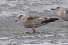 Slaty-backed Gull (06) - Copy.jpg