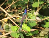 Swallow-tailed-Hummingbird.jpg