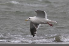 Slaty-backed Gull (13) - Copy.jpg