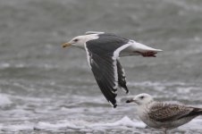 Slaty-backed Gull (15) - Copy.jpg