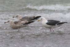 Slaty-backed Gull (14) - Copy.jpg