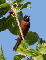 Orchard Oriole 4-8-2017.jpg