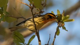 Blackburnian Warbler 4-8-2017.jpg