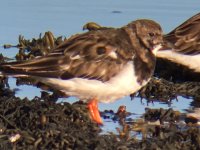 Turnstone.JPG