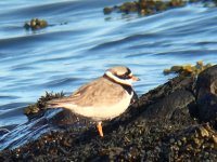 Ringed Plover.JPG