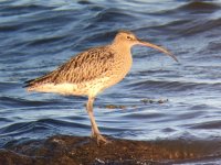 Curlew.JPG