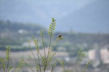 Corn bunting monegors.JPG