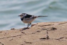 White Wagtail 'Amur' (leucopsis).jpg