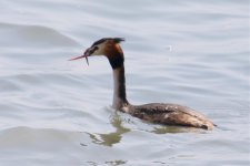 Injured Grebe.jpg