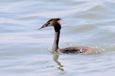 Injured Grebe (1).jpg