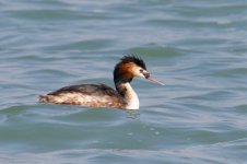 Injured Grebe (2).jpg