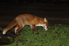 20170210 (1)_Red_Fox.JPG