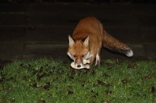 20170210 (3)_Red_Fox.JPG