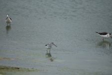 Greenshank bujaraloz.JPG