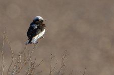 20170404 (3)_Hooded_Wheatear.JPG