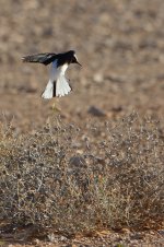 20170404 (4)_Hooded_Wheatear.JPG