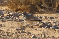 20170404 (5)_Hoopoe_Lark.JPG