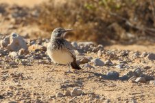 20170404 (8)_Hoopoe_Lark.JPG