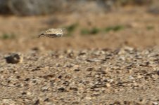 20170404 (9)_Hoopoe_Lark.JPG