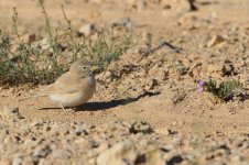 20170404 (12)_Desert_Lark.JPG