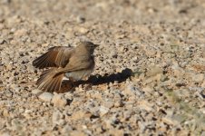 20170404 (14)_Desert_Lark.JPG