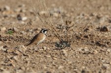 20170404 (17)_Temmincks_Horned_Lark.JPG