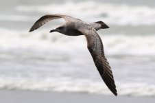 Unknown Gull (01) - Copy.jpg