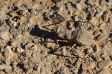 20170404 (20)_Desert_Mantis.JPG