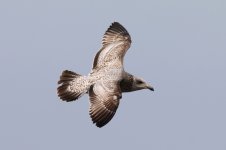 Unknown Gull (02) - Copy.jpg