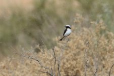 20170404 (21)_Mourning_Wheatear.JPG