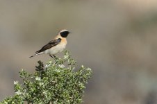 20170404 (26)_Black-eared_Wheatear.JPG