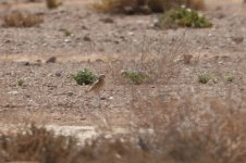 20170404 (28)_Bar-tailed_Desert_Lark.JPG