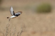 20170404 (30)_Mourning_Wheatear.JPG