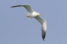 Heuglin's Gull (03) - Copy.jpg