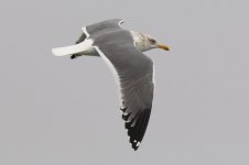 Heuglin's Gull (04) - Copy.jpg