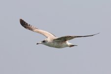 Common Gull (02) - Copy.jpg