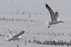 Unknown Gull (01) - Copy.jpg