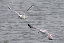 Unknown Gull (09) - Copy.jpg