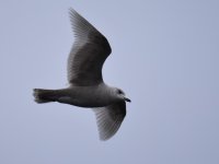 Iceland Gull_Hafrsfjord_190317a.jpg