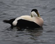 Eider_Hafrsfjord_190317a.jpg