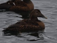 Eider_Hafrsfjord_190317b.jpg