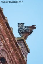 eagle-owl-crop2.jpg