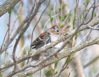 fieldsparrow.jpg